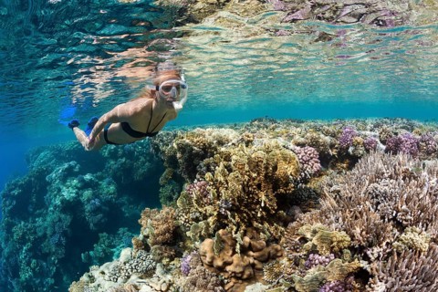 Snorkeling in the Red Sea