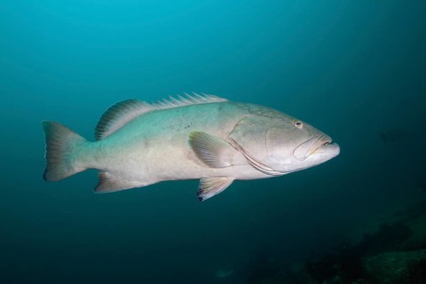 Pacific Goliath Grouper