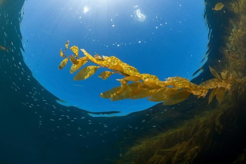 Kelp Forest Giant Kelp
