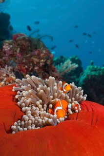 Pair of orange-ringed anemonefish