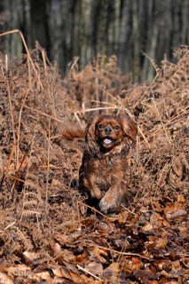 Cavalier King Charles Spaniel