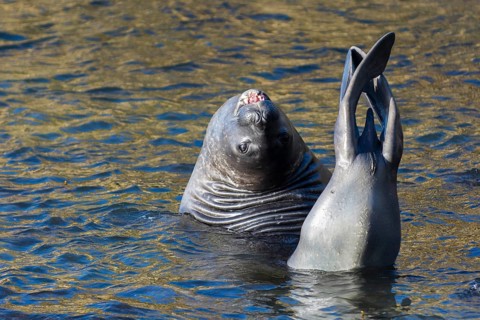 Sealion Island