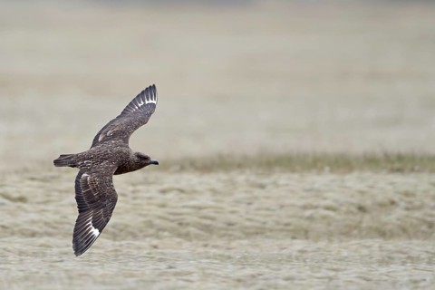Skua