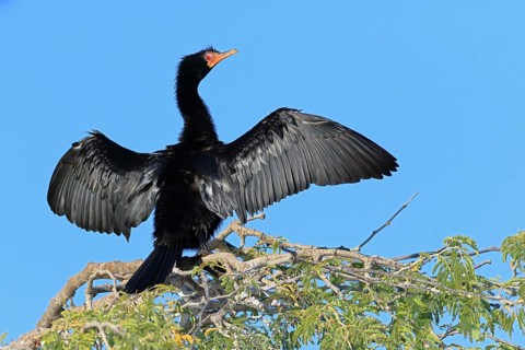 Reed Cormorant