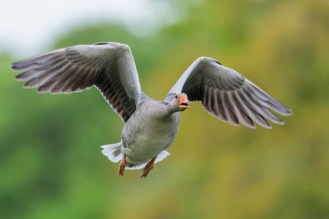 Greylag goose