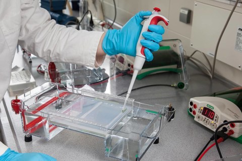 Scientist pipetting in the poison room or laboratory with ethidium bromide during a DNA gel electrophoresis for the detection of nucleic acids in the Faculty of Biology at the University of Duisburg-E...