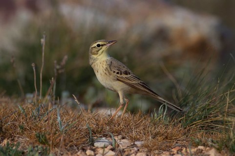 Tawny Pipit
