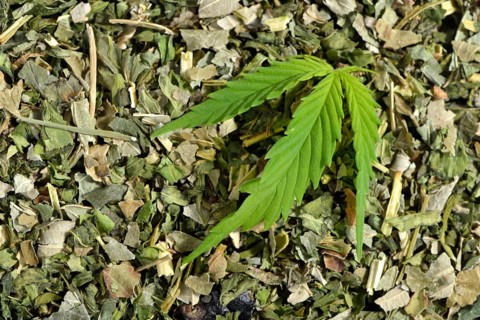 Ordinary hemp