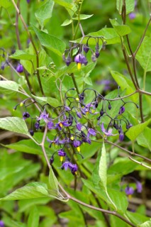 Bittersweet Nightshade