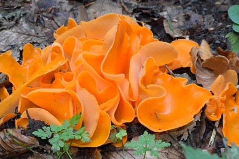 Common orange cup