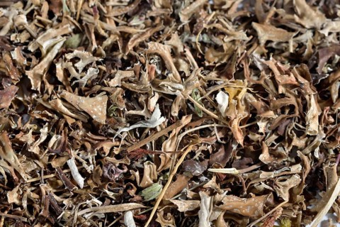Iceland moss