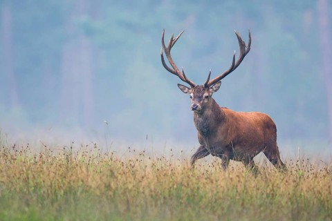 Red deer