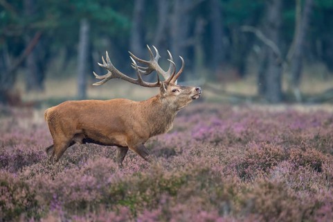 Red deer