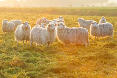 Moorschnucken