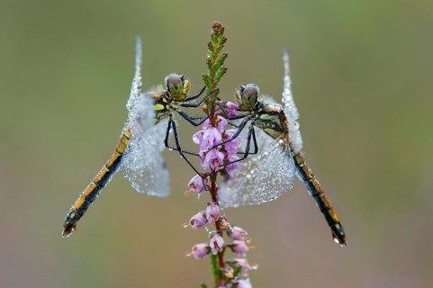Black Darter