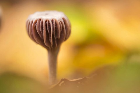Laccaria amethystina