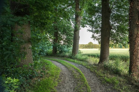 Allee