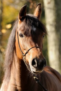 Arabian thoroughbred