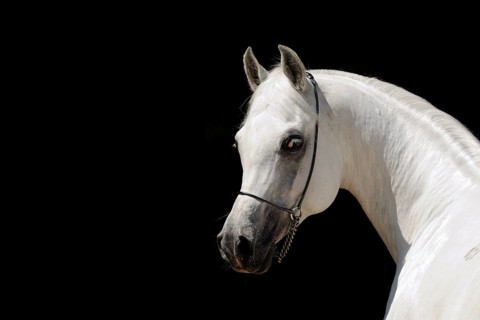 Arabian thoroughbred