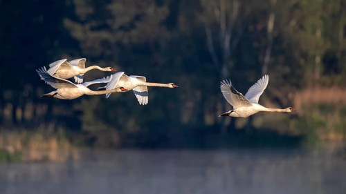Mute swans