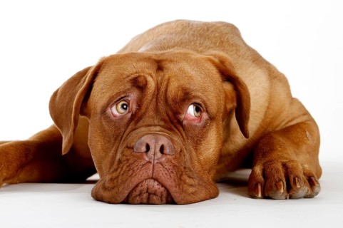 Dogue de Bordeaux
