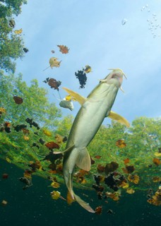 Common barbel