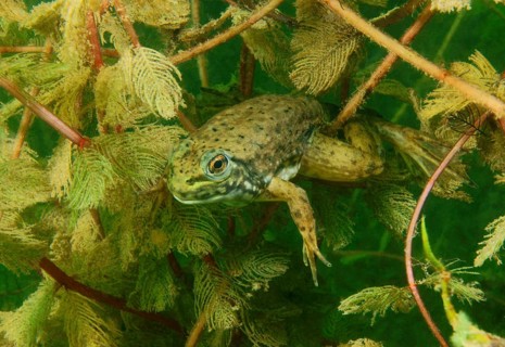 Bullfrog