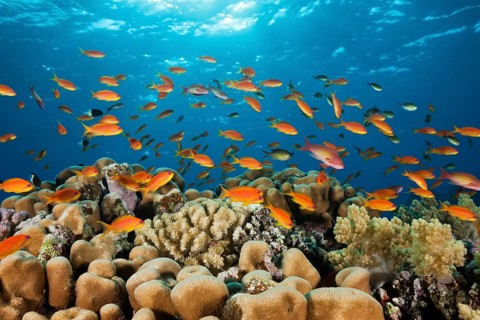 Harem flagfish on the reef
