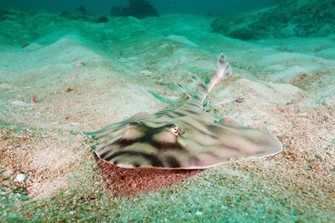 Banded guitarfish