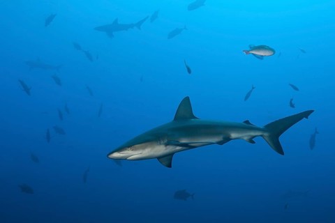 Galapagos Shark