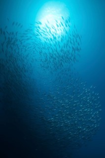 Shoal of Pacific bonito
