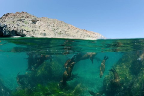 California sea lions