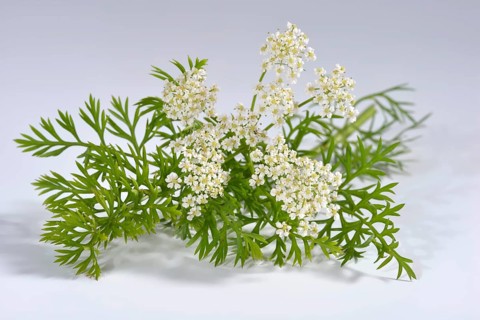 Caraway