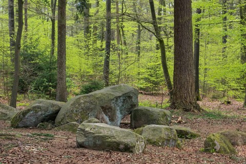 Beech forest