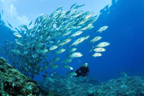Diver and shoal of bigeye stingrays