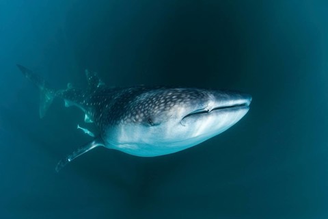 Whale shark