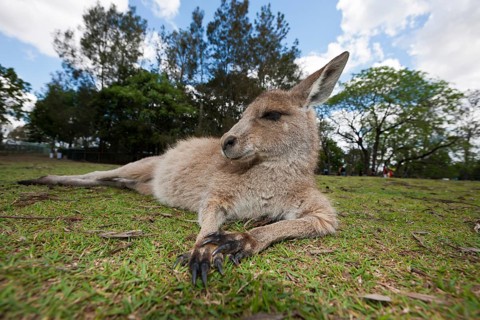 Eastern giant grey kangaroo