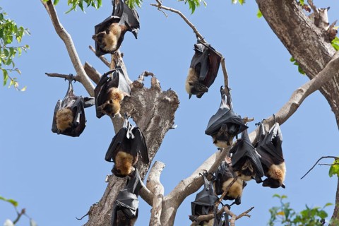 Spectacled flying fox
