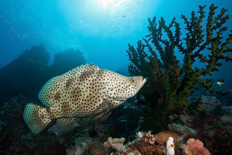 Barramundi Cod