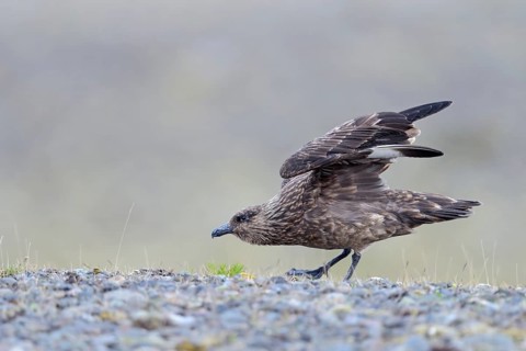 Skua