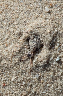 Ant lion in the sand