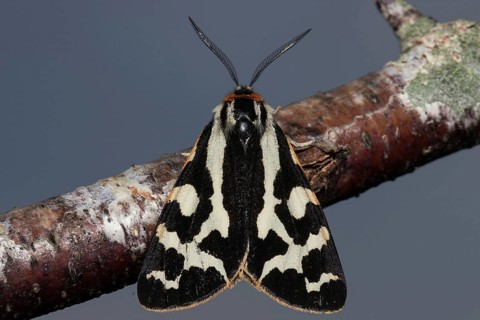 Wood Tiger