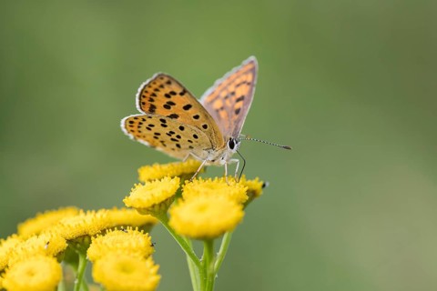 Sooty Copper