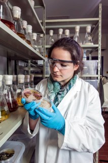 Scientist examining samples in the fungus room at the Institute of Pharmaceutical Biology and Biotechnology at Heinrich Heine University Duesseldorf