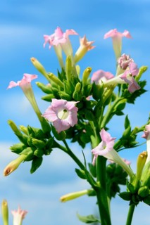 Flowering tobacco plant