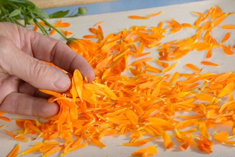 Marigold