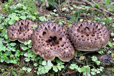 Shingled hedgehog