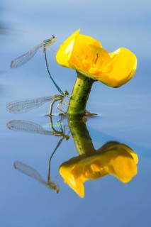 White-legged damselflies