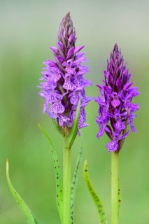 Southern marsh orchid