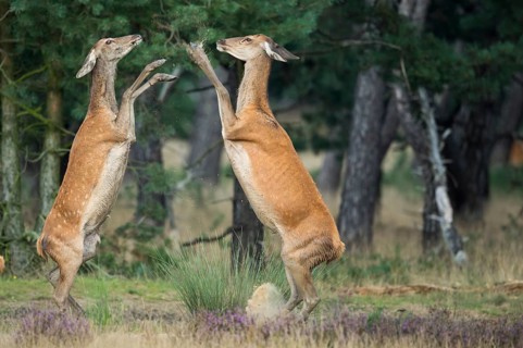 Red deer